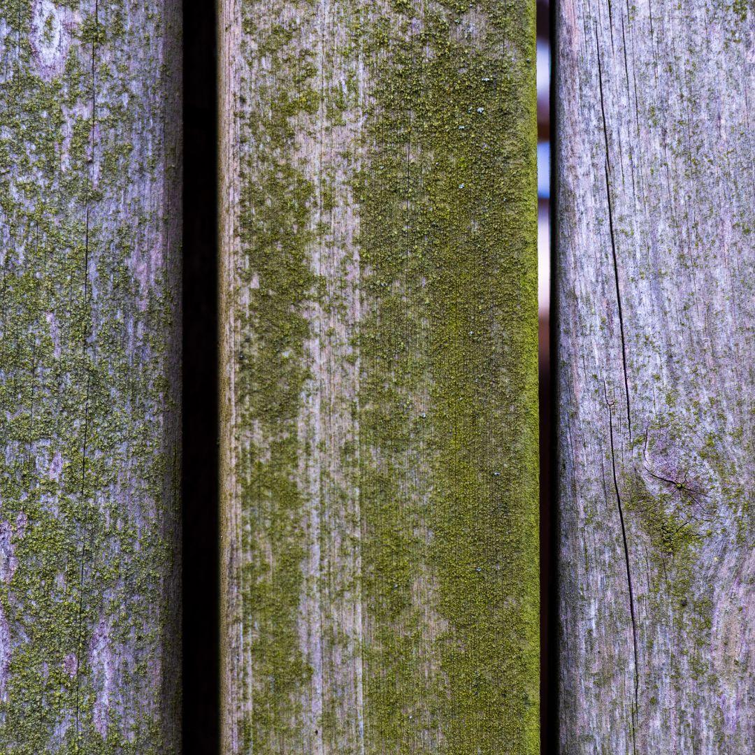 Trockeneis holz vorher